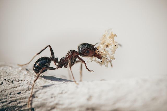 Blue Ant Studios Expands Reach with Major Sales Surge in Spain Ahead of Content Americas 2025 Blue Ant Studios Expands Reach with Major Sales Across Spain Ahead of Content Americas 2025 – Blue Ant Media